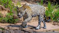 A new map shows exactly how jaguars travel across the Americas and pinpoints which important routes have been lost