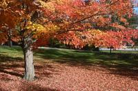 Did the red leaves leave?