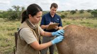 Hunter-Harvested Texas Elk Becomes First U.S. Wildlife Screwworm Case as New Mexico Confirms Infested Beef Cow