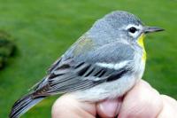 Dozens of birdwatchers thought they’d found one of America’s rarest birds in West Virginia