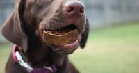 Pet's Best Life to Spotlight Two Health Issues Threatening Over 100 million Dogs at New York Vet Show, October 29-30