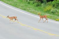 Illinois Residents May Spot These Animals More Often This Fall