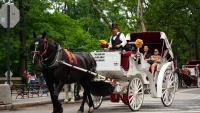 New York City Moves To End 150-Year-Old Central Park Horse-Drawn Carriage Tradition With Ban Set For 2028 Amid Animal Welfare Concerns