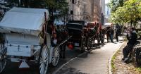 New York City Bans Horse-Drawn Carriages Beginning June 2028