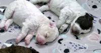 Video: Millions fall in puppy love with Finland's slow-TV livestream