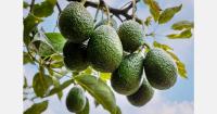 Mexican avocado imports generate $7.1 billion in U.S. economic output