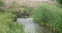 South Africa: approximately 433 sick as Parliament examines water crisis in Tshwane