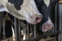 Shamonda Virus: France Confirms First Human Case After Insect-Borne Disease Kills Patient