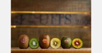 "Green kiwi harvest is expected to match last year in volume and quality"