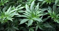 Column | Legalized synthetic cannabinoids are at the forefront of the new Drug War