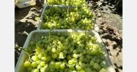 California green table grapes expected to finish by Thanksgiving