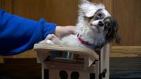 Milo, a special-needs dog, thrives at Iowa animal shelter