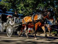 New York to end 150-year-old horse-carriage tradition by 2028: What tourists should know