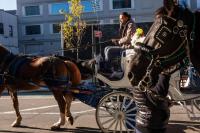 New York votes to ban Central Park horse carriages