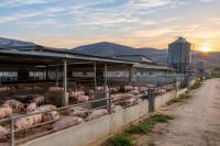 Caravaca pig farm expansion sparks fears over Murcia’s water supplies