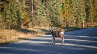 AAA research finds motorcyclists are killed in half of all animal-related crashes