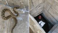 In Malta, rescuers pull one of the country's rarest snakes from a well