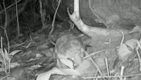 Trail camera in Peru captures rare footage of baby giant armadillo