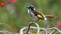 Australia’s critically endangered regent honeyeaters learned their traditional song, which has vanished from the wild, with 42% succeeding through live tutoring in small groups
