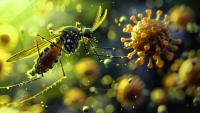 Florida Has Most Locally Acquired Dengue Cases in 100 Years