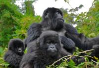 WCS and Hershey Aim to Protect Rare Gorillas' Rainforest in Nigerian Cocoa Region