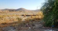 The pastoralist Nakba in Palestine: “We carry no weapons: we carry milk, sheep and our dignity”