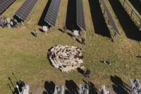 Chaberton Energy, Pivot Energy Showcase How Sheep and Solar Share Maryland Land