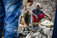 URI to join State Department grant to help feed the future in fisheries