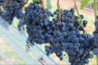 Commonwealth celebrates Virginia Wine Month