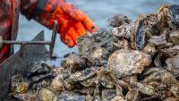 Recall issued for oysters sold in Maryland due to salmonella