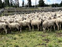Not sheepish, US industry: 78 percent of lamb is imported, American sheep numbers at record lows