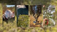 How Israeli settlers wearing keffiyehs are attacking West Bank olive groves