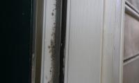 If Passed, This Bill Would Strengthen Protections for Virginia Renters Exposed to Mold (10-23-2026) (10-23-2026)