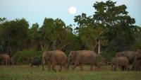 Sri Lanka’s Human-Elephant Conflict Turns Deadly as Forests Shrink