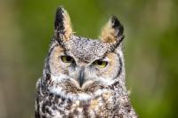 For the Birds! Montana’s Awesome New Avian Walkway Now Open