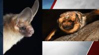 Up to bat, for fun: You can vote soon for Oregon’s Ryan GosWING in BLM’s Bat Beauty Contest
