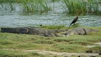 In Burkina Faso, A Drought Legend Explains Why Villagers Share Their Pond With Crocodiles