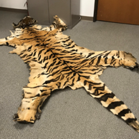 Cougar bones, tiger pelt: couple guilty in Oregon wildlife case