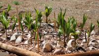 Kaʻana Manaʻo: Cultivating ancestral crops, farmers, and agricultural entrepreneurs on Molokai