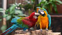 Caribbean needs better biodiversity data to track progress, CARICOM says