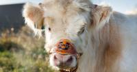 Utah State introduces new live mascot(s) Thistle on Friday