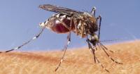 First positive mosquitoes for EEE virus in Eastern Connecticut