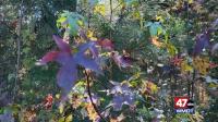 Henry F. Porter Preserve conserves 181 acres across Maryland & Delaware