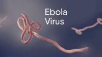 Climate patterns could help predict Ebola outbreaks months ahead — Study