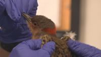 A Rhode Island nonprofit is raising money to rehabilitate thousands of injured birds