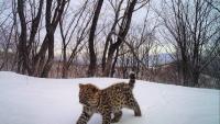 Amur Leopards Return to Ussuri Nature Reserve After 50 Years