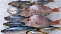 Pacific fish exports face challenges