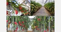 "In Morocco, coastal areas with moderate temperatures are promising for pitaya trials"