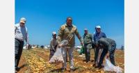 Mozambique calls for prioritising locally grown potatoes over imports