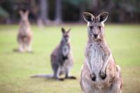World Kangaroo Day: How climate change impacts Australia’s macropods